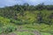 Landscape view of the terrace hill paddy field in Tegalalang