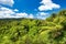 Landscape View to the Wilderness  with Tree Ferns and Blue Sky in Bright Colors, New Zealand