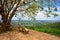 Landscape view from top of mountain , Songkhla, Tha