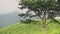 Landscape view of a tree in the middle of tea plantations, Munnar, Kerala, India