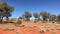 Landscape view of trees and plants in central Australia Outback 01