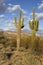A landscape view of two saguaro cactus standing side by side.
