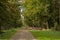 Landscape view of an unpaved road in dense forest with wooden fences under sunlight