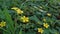 landscape view of Yellow Wallflower on the ground Tom Thumb - Latin name - Erysimum cheiri Tom Thumb