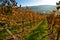 Landscape with vineyard