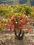 LANDSCAPE OF A VINEYARD IN AUTUMN