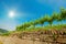 Landscape of vineyard on hill. Grape bushes on stone fence in sunny day