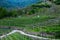 Landscape of vineyard in Italy. Spring landscape with green vineyards. Italian Landscape with vines on the hillside.