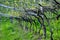 Landscape of vineyard in Italy. Spring landscape with green vineyards. Italian Landscape with vines on the hillside.