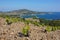 Landscape vineyard Mediterranean sea France