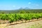 Landscape with vineyard in Provence-Alpes-Cot e d\'Azur