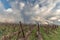 Landscape of the vineyard in rainy weather in late autumn. Wine route in Alsace