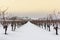 Landscape of the vineyard snow