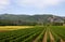 Landscape with vineyard and sunflowers in France