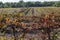 Landscape with vineyards in autumn, Penedes wine region.Catalonia,Spain.