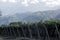 landscape of the vineyards in Cafayate, Salta