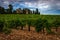 Landscape of vineyards at chateauneuf du pape with cobble stones or galet and chateau  ,provence, France