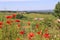 Landscape of vineyards and countryside in Beaujolais and red poppies in spring. Rhone department, France