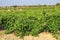 Landscape of vineyards in Jumilla, Murcia province