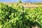 Landscape of vineyards in Jumilla, Murcia province