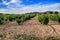 Landscape of vineyards in Jumilla, Murcia province