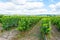 Landscape of vineyards in the Loire Valley France.