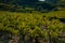 Landscape of vineyards near the mont venteux and the dentelle de montmirail in early autumn, France ,Vaucluse ,provence