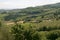 Landscape with vineyards near Montepulciano