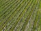 landscape of the vineyards of the Piedmontese Langhe, taken from above with a drone