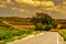 Landscape with vineyards and a secondary road in a mediterranean