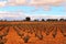 Landscape of vineyards under gray sky in Castilla la Mancha