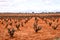 Landscape of vineyards under gray sky in Castilla la Mancha