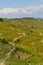 Landscape with vineyards of wine route. France, Alsace