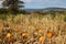 Landscape Virginia Field with Scattered Pumpkins