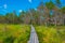 Landscape of Viru bog national park in Estonia