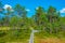 Landscape of Viru bog national park in Estonia