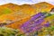 Landscape in Walker Canyon during the superbloom, California poppies covering the mountain valleys and ridges, Lake Elsinore,