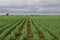 Landscape wallpaper. Field cultivated in straight rows