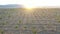 Landscape with walnut tree and sunshine. Aerial shot