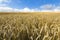 Landscape with warm colored yellow wheat crops on sunny day on rural farmland.