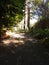 landscape warm rays of the sun playing on the path in front of the house