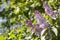 Landscape of a warm spring day, lilac flowers. a Eurasian shrub or small tree of the olive family, that has a fragrant