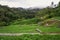 Landscape of watercress plantation, terraced vegetable fields. Farming on forest mountain. Agriculture farm on hillside