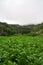 Landscape of watercress plantation, terraced vegetable fields. Farming on forest mountain. Agriculture farm on hillside