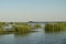 Landscape with waterline,  birds,  reeds,  vegetation and Sulina lighthouse in Danube Delta,  Romania,  in a sunny summer day