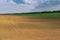 Landscape with wavy young sunflowers field next to wheat one in central Ukraine