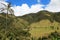 Landscape of wax palm trees in Cocora Valley near Salento, Colombia