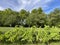 Landscape of The Wein Trail or Wein-Erlebnispfad - Flower Island Mainau on the Lake Constance or Die Blumeninsel im Bodensee