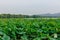 Landscape of West Lake with hills and lotus leaves, in Hangzhou, China