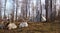 Landscape of white elks with big horns sitting in a forest with camping tents on the background